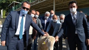 Bilecik'te kıvırcık ırkı damızlık 308 adet koç dağıtıldı