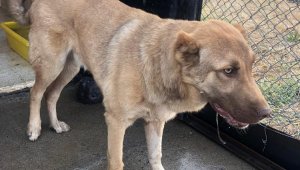 Bingöl'de arka ayakları aksayan köpeğe belediye sahip çıktı