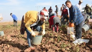 Bitlis'te patatesten bu yıl 350 milyon TL gelir bekleniyor