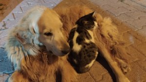 Bu kedinin tek dostu köpek