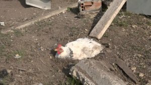 Bursa'da yumurtasını çalan yavru köpeği pompalı tüfekle vurarak öldürdü