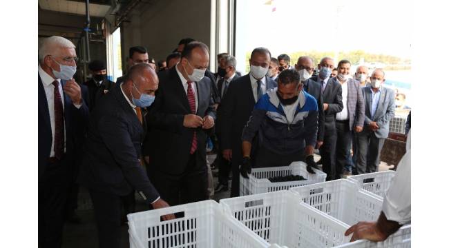 Bursa'da zeytin hasadı protokolün katılımı ile başladı