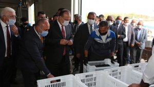 Bursa'da zeytin hasadı protokolün katılımı ile başladı