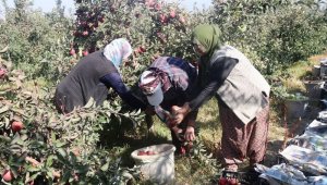 DAP ve DAKA'dan Bitlis'teki elma yetiştiricilerine yüzde 50 destek