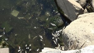Dicle Nehri'nde tehlikeli görüntü, telef olan balıklar kıyıya vurdu