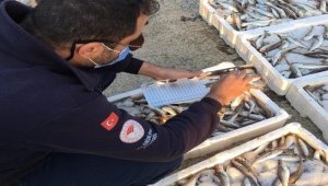 Düzce'de 147 noktada su ürünleri denetimi gerçekleştirildi