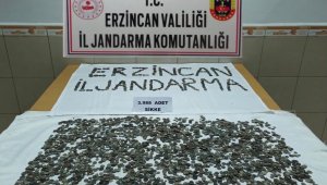 Erzincan'da 3 bin 988 adet sikke ele geçirildi