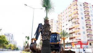 Forum Katlı Kavşağı Projesindeki 113 ağaç sökülerek yeni yerlerine dikiliyor