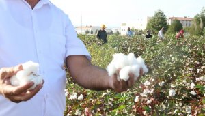 Gaziantep'te beyaz altın bereketi