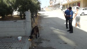 İki kız kardeş sokakta başıboş gezen keçiyi iple bağladıktan sonra polisi aradı
