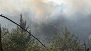 İskenderun'da orman yangını çıktı