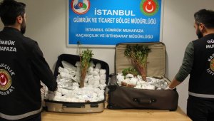 İstanbul Havalimanı'nda 208 kilogram Khat cinsi uyuşturucu ele geçirildi