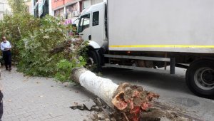 Kamyonun çarptığı çınar ağacı caddenin ortasına devrildi