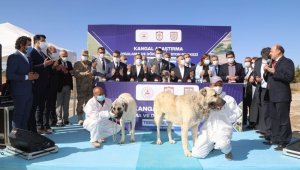 Kangal köpeği Araştırma ve Dokümantasyon Merkezi'nin temeli atıldı