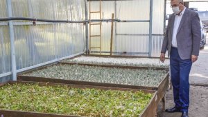 Karacabey'de tıbbi ve aromatik bitki üretimleriyle kırsal kesime katkı sağlanacak