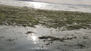 Karşıyaka sahili deniz marullarıyla doldu