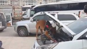 Kocaeli TEM'de durdurulan aracın LPG tankından 14 kilo 700 gram esrar çıktı