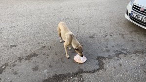 Köpekten annelik dersi