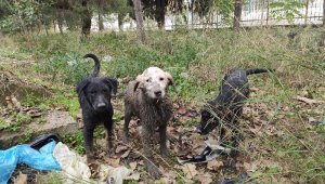 Kuyuya düşen yavru köpekleri itfaiye kurtardı