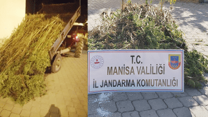 Manisa Gördes'de 721 kök kenevir ele geçirildi