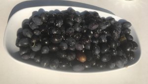 Osmancık'ta zeytin hasadı başladı