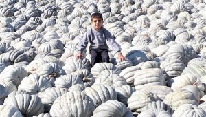 Patates ve balkabağı aynı tarlada üretiliyor
