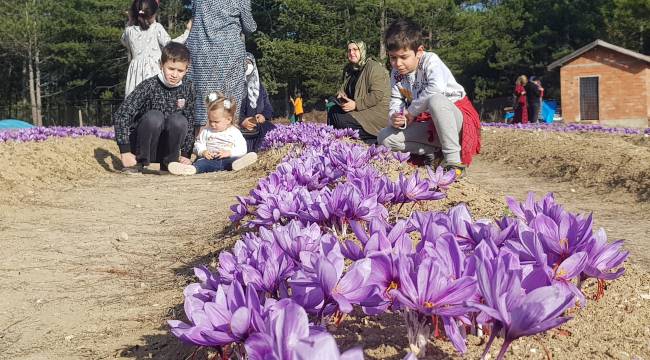 Safran tarlası turist akınına uğruyor
