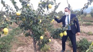 Simav'da alternatif ürün ayva