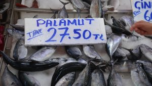 Sinop'ta palamut küstü, fiyatlar uçtu