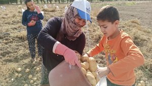 Şuhut'ta kışlık patates hasadı başladı