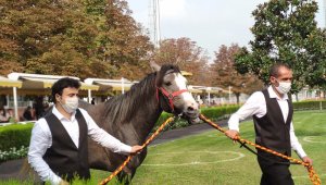 Veliefendi'de taylar satışa çıktı