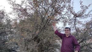 Yabani alıçlar toplanıyor