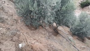 Yaşlı adam zeytin tarlasında ölü bulundu