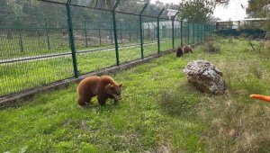 Yavru ayılar Bursa'ya gönderildi