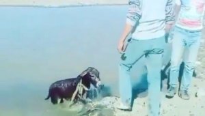 Yavru eşeği bağlayıp göle atan şahıslara para cezası