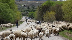 Yayla mesaisini tamamlayan Doğu Anadolu'daki göçerler dönüş yolunda