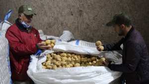 Yerli patates tohumu ile ithalatın önüne geçilecek