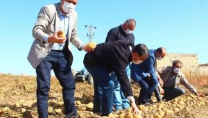 Yeşilhisar'da patates hasadı devam ediyor