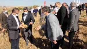 Yozgat'ta yerli patates hasadı yapıldı