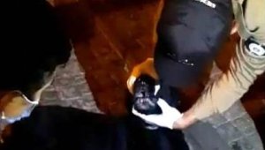 Zehirlenen köpek için bekçiler seferber oldu