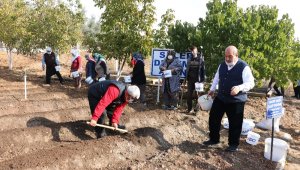 10 yıl alım garantisi var... Salep tohumları toprakla buluştu