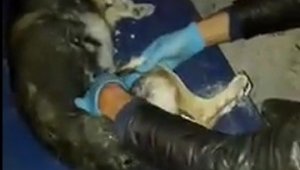 Arabanın çarptığı köpeğe belediye sahip çıktı