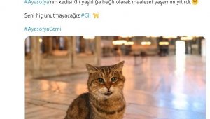 Ayasofya'nın sembol kedisi Gli hayatını kaybetti