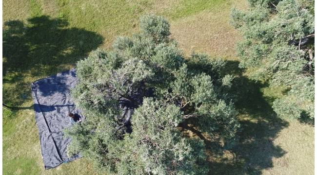 Aydın'da memecik türü zeytinlerde hasat sezonu başladı