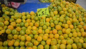 Bağışıklık sistemini güçlendiren mandalina yoğun ilgi görüyor