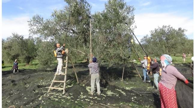 Bahçeden şişeye zeytinyağının öyküsü