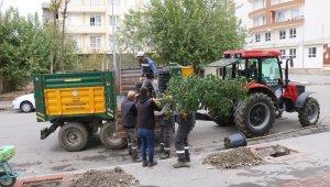 Batman'da kaldırımlar ağaçlandırılıyor