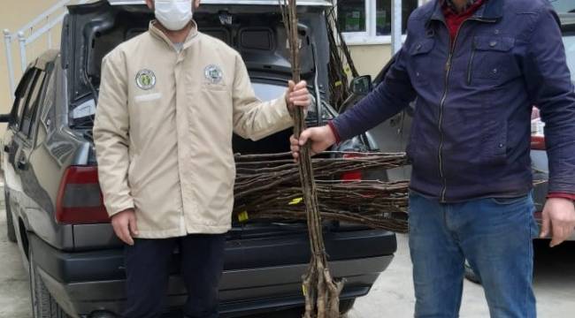 Büyükşehir'den 2 bin ceviz fidanı desteği