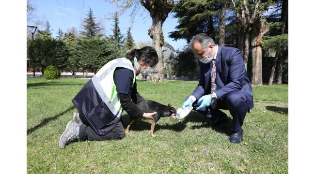 Büyükşehir'den can dostlarına modern yuva
