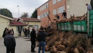 Çiftçilere fındık fidanı dağıtımı yapıldı